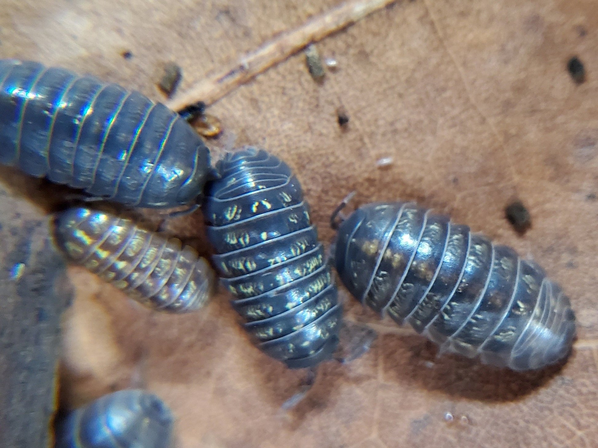 Armadillidium Vulgare "Wild Type" - IHEARTBUGS, INC.