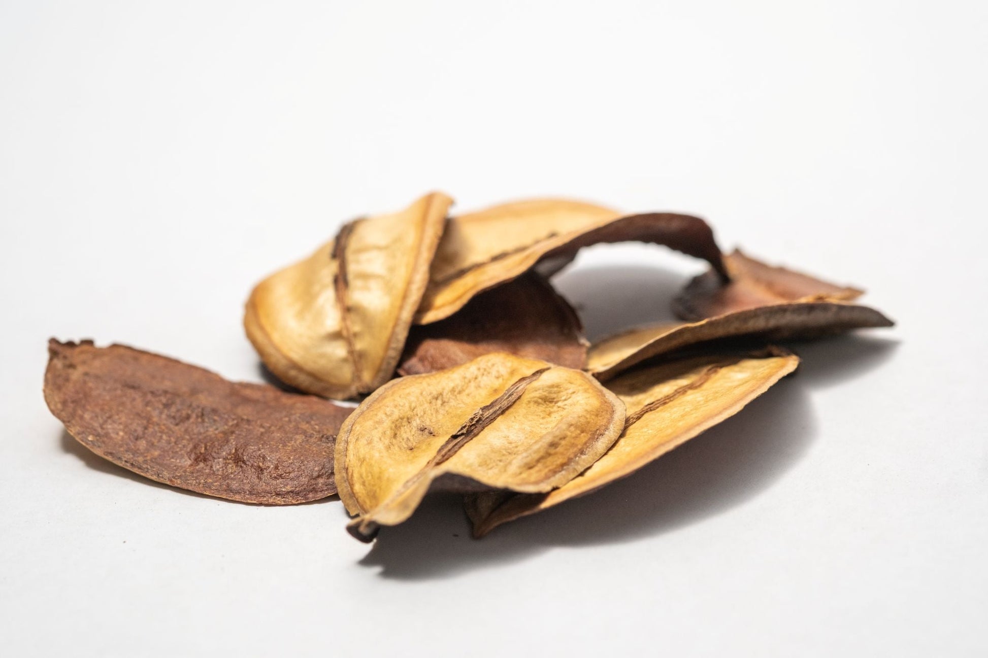 Asa Barata Pods - 5 Count - IHEARTBUGS, INC.