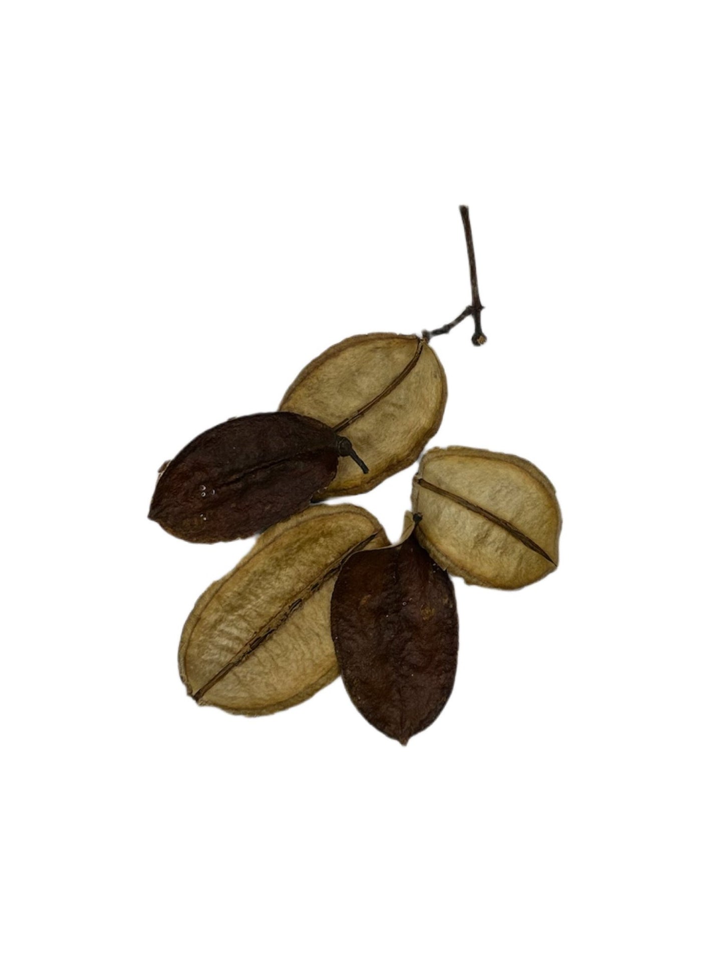 Asa Barata Pods - 5 Count - IHEARTBUGS, INC.