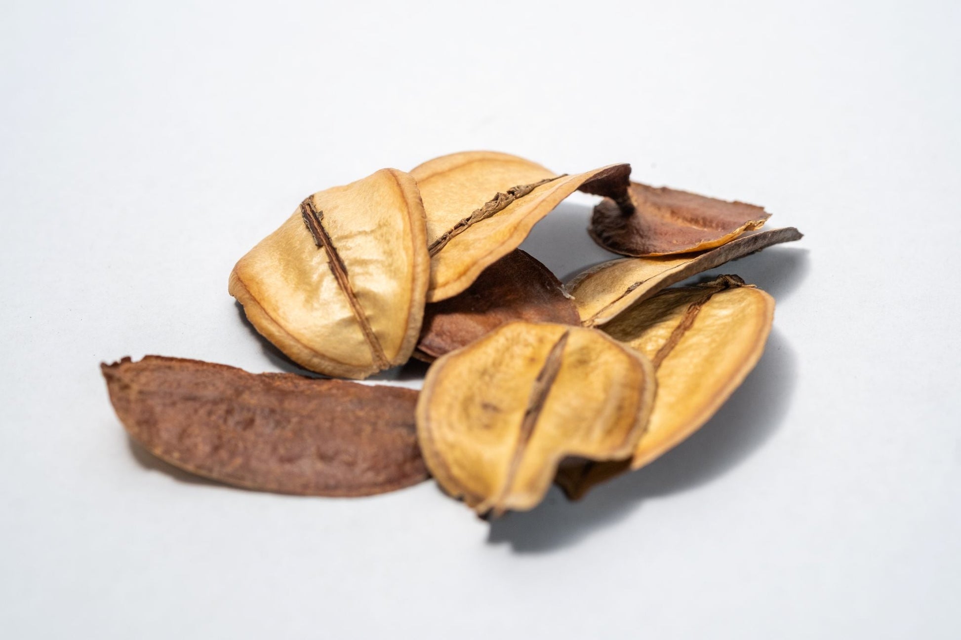 Asa Barata Pods - 5 Count - IHEARTBUGS, INC.