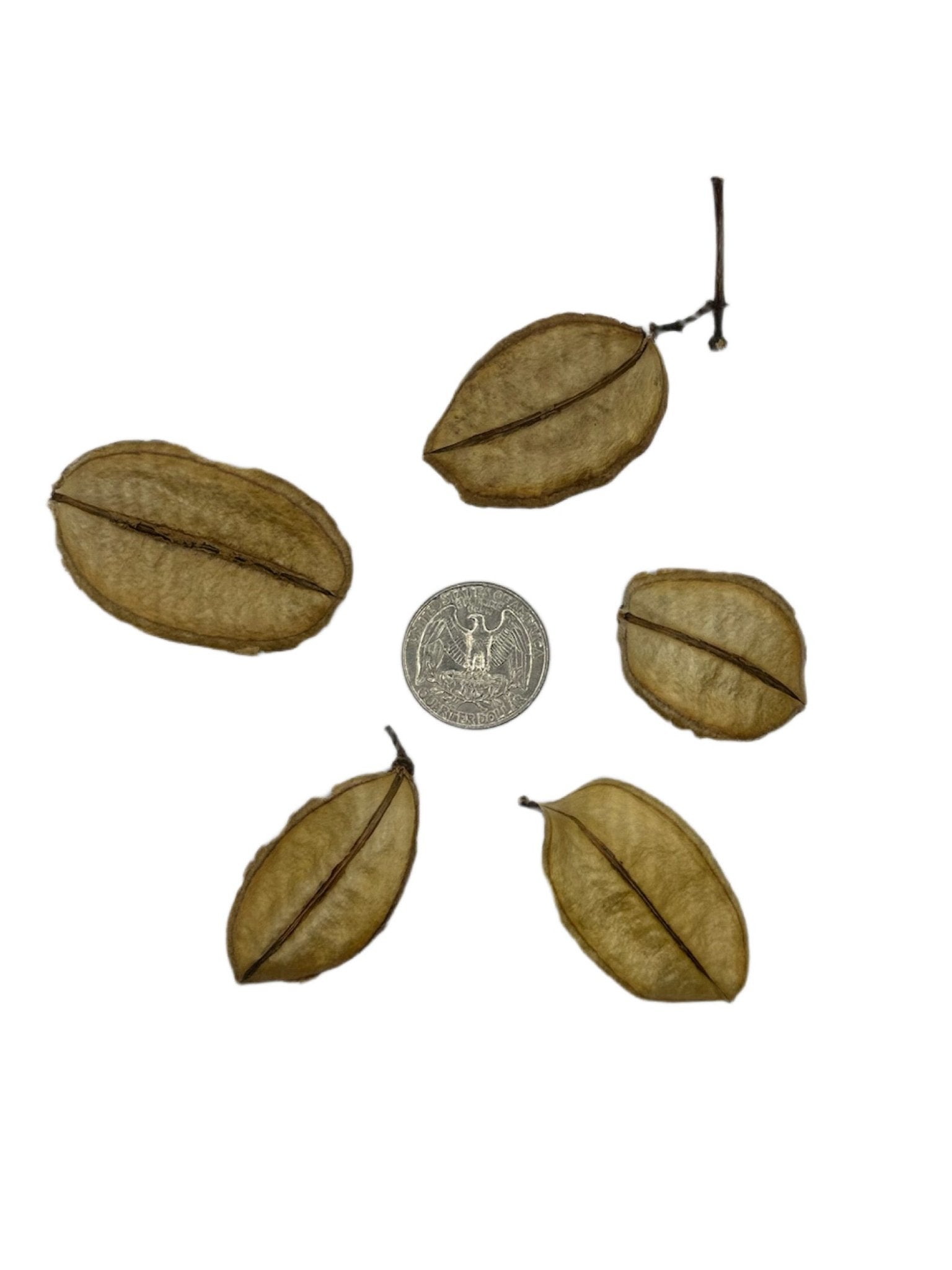 Asa Barata Pods - 5 Count - IHEARTBUGS, INC.