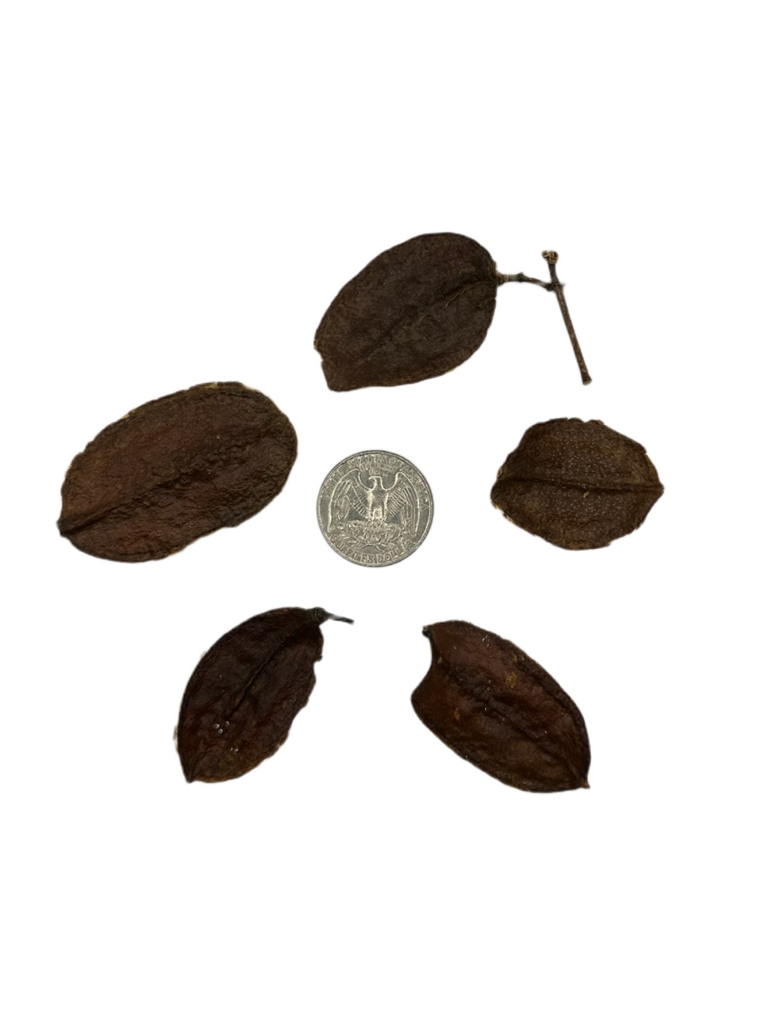 Asa Barata Pods - 5 Count - IHEARTBUGS, INC.
