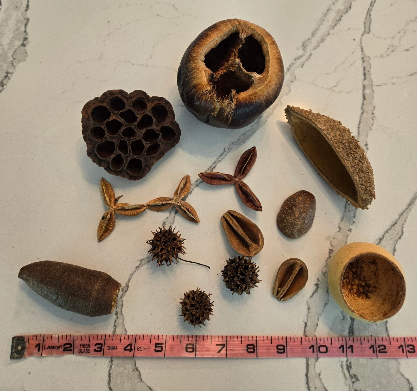 Assorted Seed Pod Pack - IHEARTBUGS, INC.