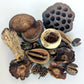 Assorted Seed Pod Variety Pack - 19 Pieces - IHEARTBUGS, INC.