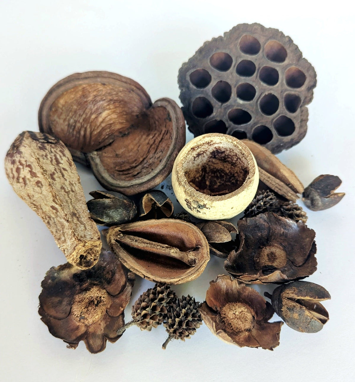Assorted Seed Pod Variety Pack - 19 Pieces - IHEARTBUGS, INC.