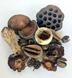 Assorted Seed Pod Variety Pack - 19 Pieces - IHEARTBUGS, INC.