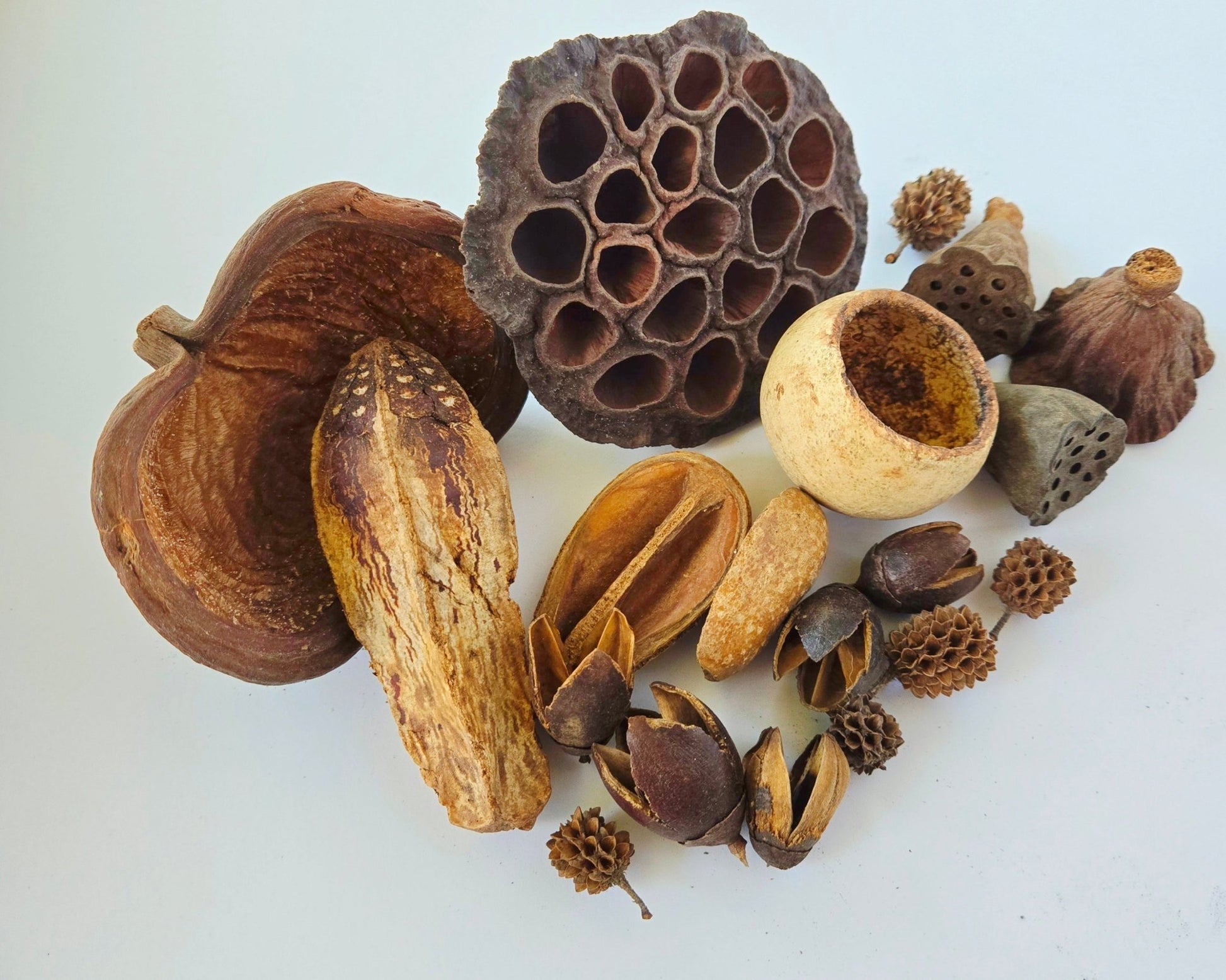 Assorted Seed Pod Variety Pack - 19 Pieces - IHEARTBUGS, INC.