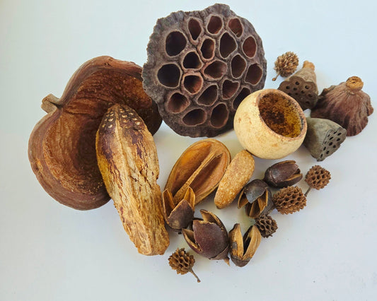 Assorted Seed Pod Variety Pack - 19 Pieces - IHEARTBUGS, INC.