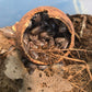 Assorted Seed Pod Variety Pack - 19 Pieces - IHEARTBUGS, INC.