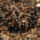 Assorted Seed Pod Variety Pack - 19 Pieces - IHEARTBUGS, INC.