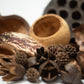 Assorted Seed Pod Variety Pack - 19 Pieces - IHEARTBUGS, INC.