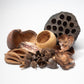Assorted Seed Pod Variety Pack - 19 Pieces - IHEARTBUGS, INC.