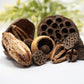 Assorted Seed Pod Variety Pack - 19 Pieces - IHEARTBUGS, INC.