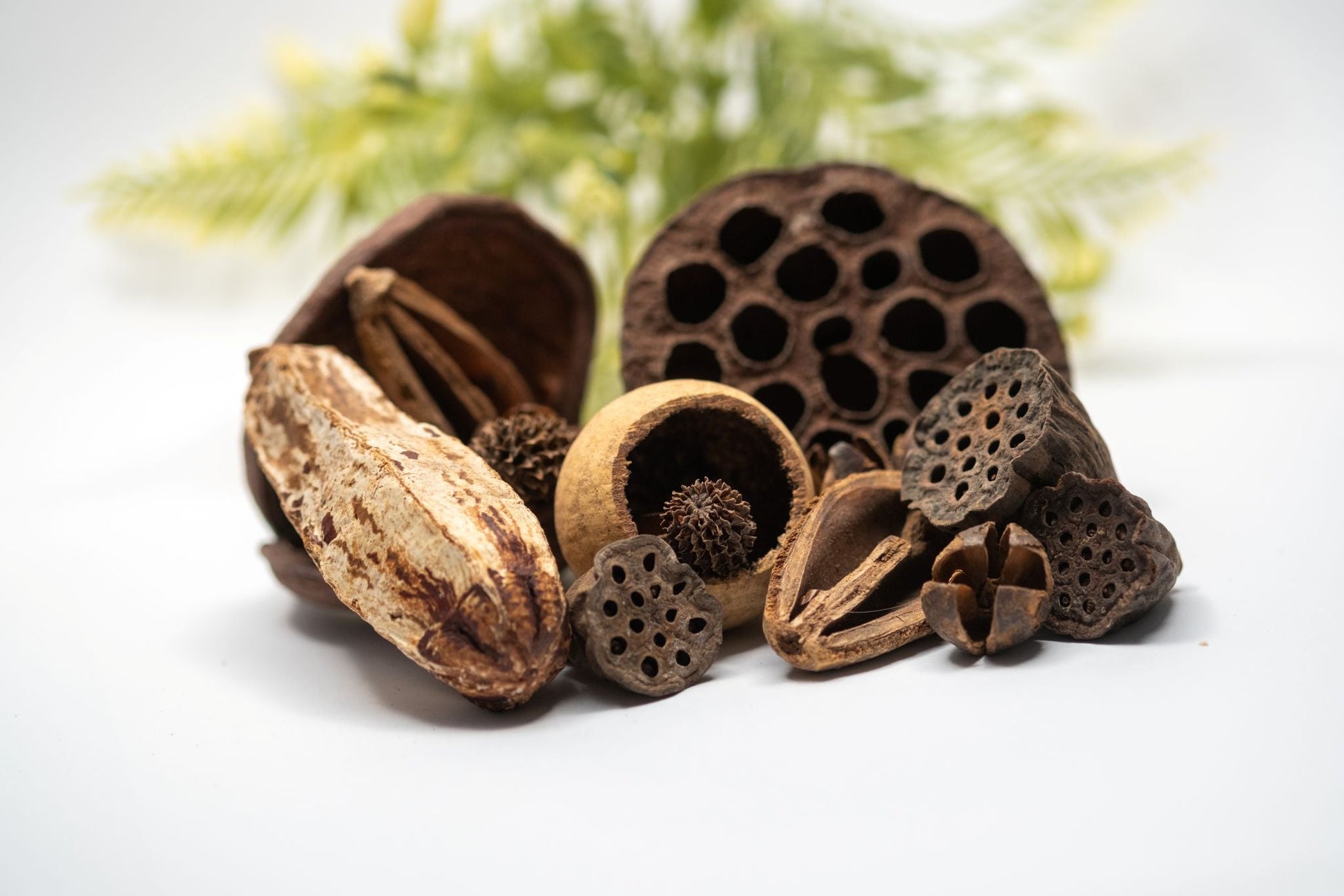 Assorted Seed Pod Variety Pack - 19 Pieces - IHEARTBUGS, INC.