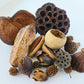 Assorted Seed Pod Variety Pack - 19 Pieces - IHEARTBUGS, INC.