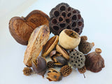 Assorted Seed Pod Variety Pack - 19 Pieces - IHEARTBUGS, INC.