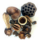 Assorted Seed Pod Variety Pack - 19 Pieces - IHEARTBUGS, INC.