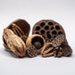 Assorted Seed Pod Variety Pack - 19 Pieces - IHEARTBUGS, INC.