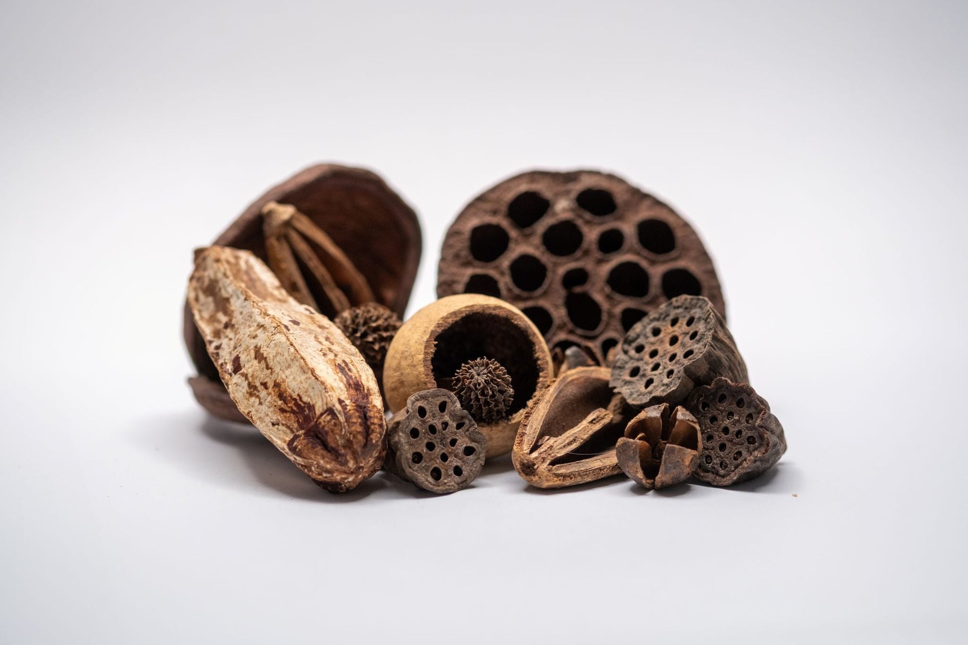 Assorted Seed Pod Variety Pack - 19 Pieces - IHEARTBUGS, INC.