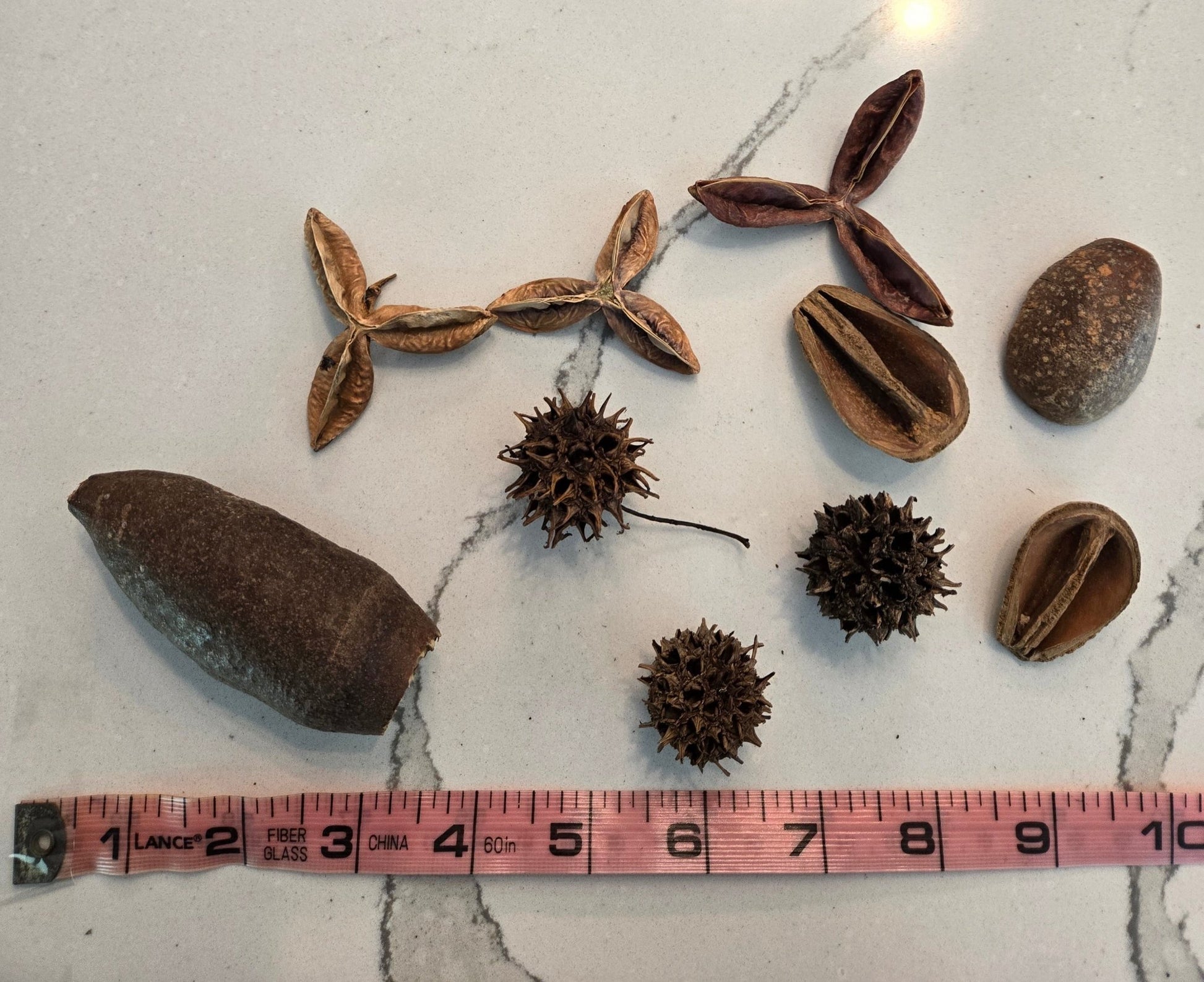 Assorted Small Seed Pod Pack - IHEARTBUGS, INC.