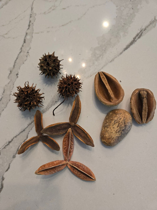 Assorted Small Seed Pod Pack - IHEARTBUGS, INC.