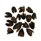 Several dried, dark brown Bakuli Pods by I Heart Bugs with pointed tips are scattered on a white background. Their varied shapes and open pods reveal lighter interiors—ideal for aquarium tannin or bioactive terrarium setups.