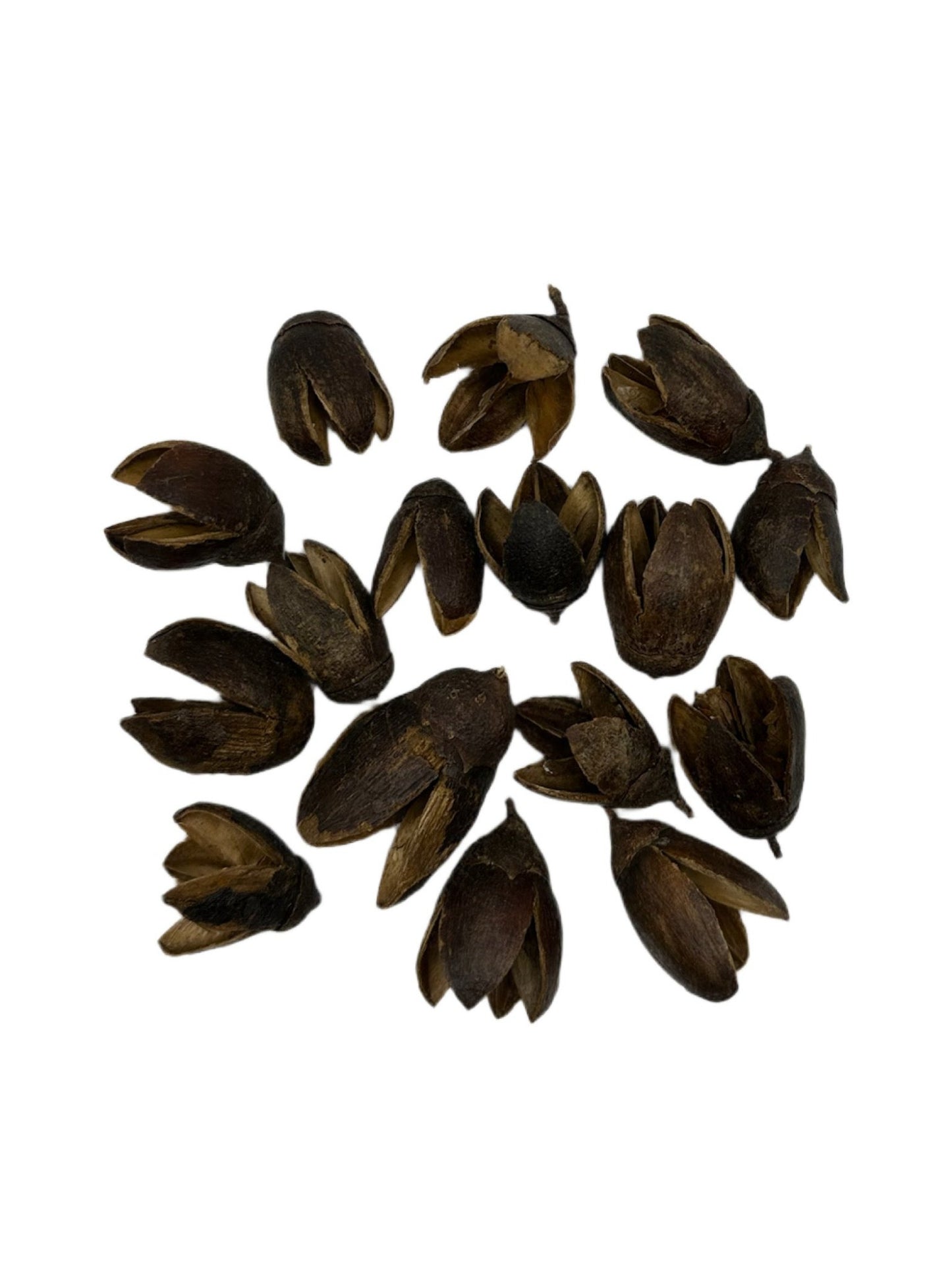 Several dried, dark brown Bakuli Pods by I Heart Bugs with pointed tips are scattered on a white background. Their varied shapes and open pods reveal lighter interiors—ideal for aquarium tannin or bioactive terrarium setups.