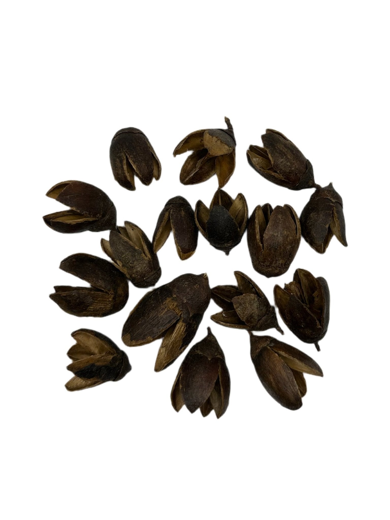 Several dried, dark brown Bakuli Pods by I Heart Bugs with pointed tips are scattered on a white background. Their varied shapes and open pods reveal lighter interiors—ideal for aquarium tannin or bioactive terrarium setups.