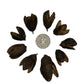 Eight I Heart Bugs Bakuli Pods are arranged in a circle around a coin on a white background, showing their size and making them ideal for natural decor, aquarium tannin, or bioactive terrarium setups.