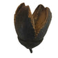 A close-up of an I Heart Bugs Bakuli Pod from the 5 Count set, showing its rough, open top and hollow interior. Perfect as aquarium tannin pods or bioactive terrarium supplies, the seed pod is displayed on a white background.