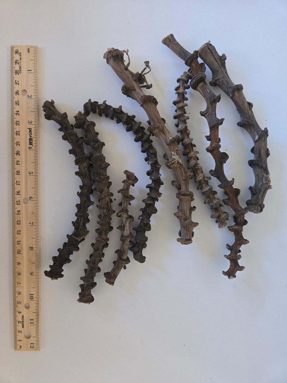 Banana Stems - 3 Stems - IHEARTBUGS, INC.