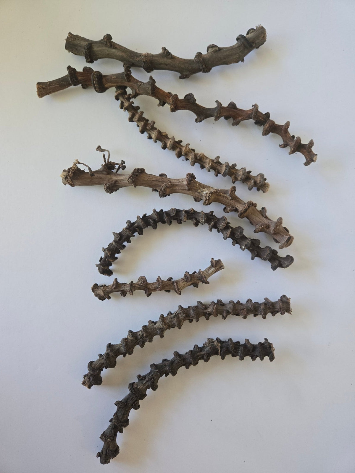 Banana Stems - 3 Stems - IHEARTBUGS, INC.