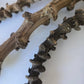 Banana Stems - 3 Stems - IHEARTBUGS, INC.