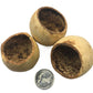 Three round, hollow Bell Cup Pods by I Heart Bugs with rough interiors and smooth outer surfaces are shown around a U.S. quarter for scale, open at the top and ideal as natural aquarium decor against a white background.