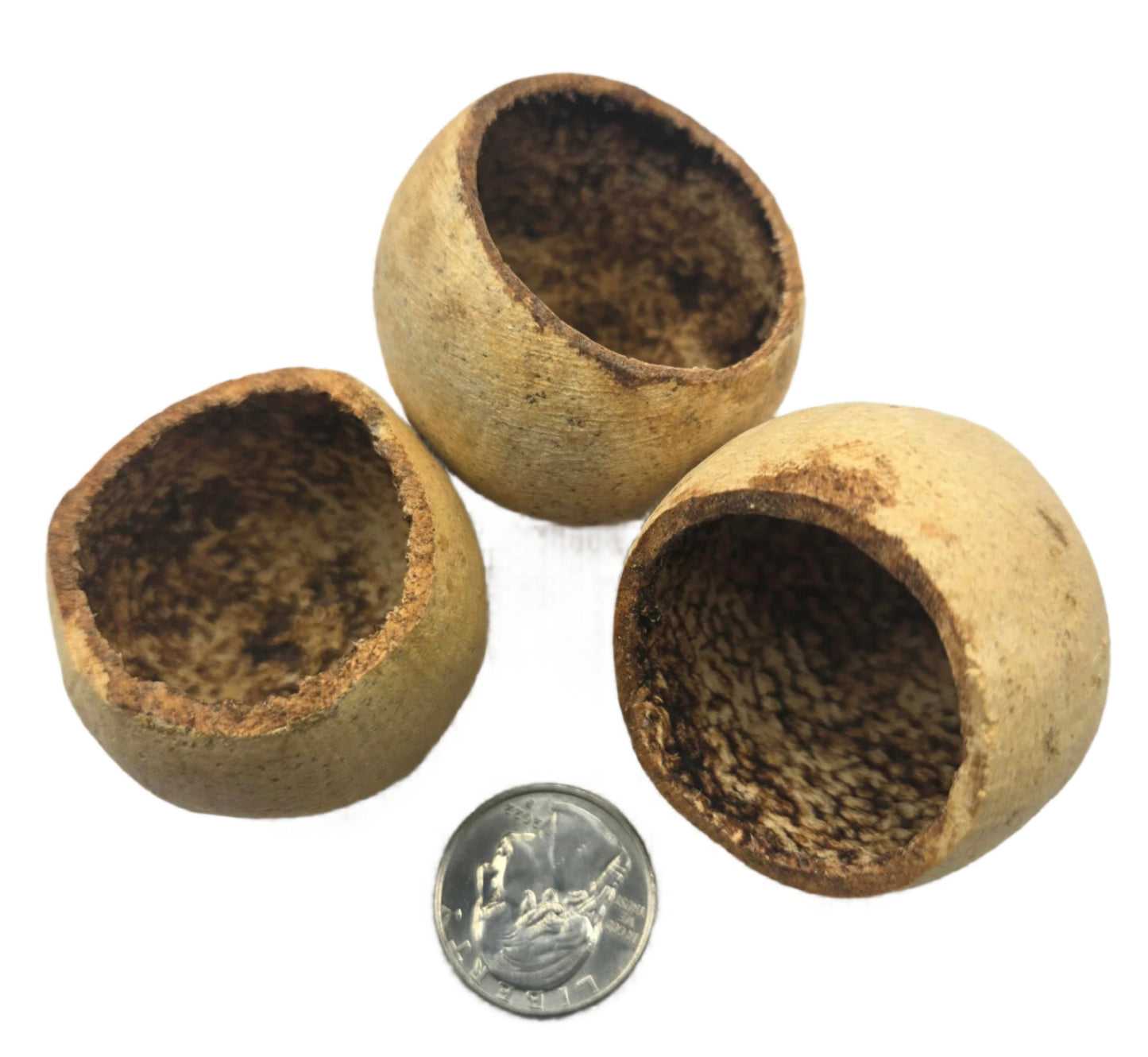 Three round, hollow Bell Cup Pods by I Heart Bugs with rough interiors and smooth outer surfaces are shown around a U.S. quarter for scale, open at the top and ideal as natural aquarium decor against a white background.