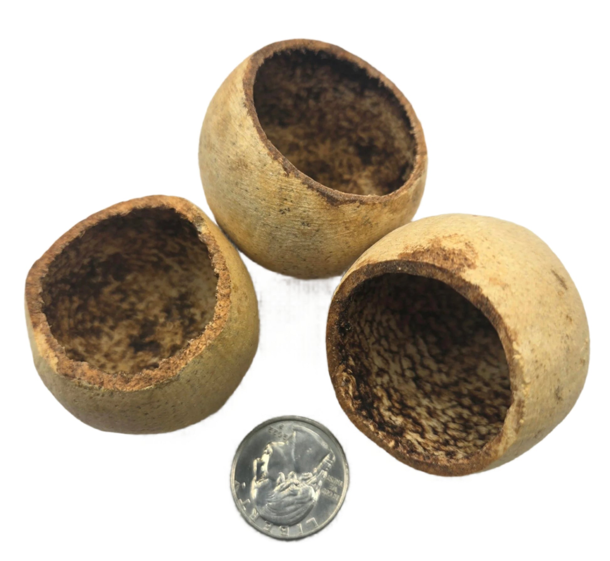 Three round, hollow Bell Cup Pods by I Heart Bugs with rough interiors and smooth outer surfaces are shown around a U.S. quarter for scale, open at the top and ideal as natural aquarium decor against a white background.