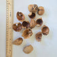 Betel Nut Husks - IHEARTBUGS, INC.