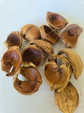 Betel Nut Husks - IHEARTBUGS, INC.