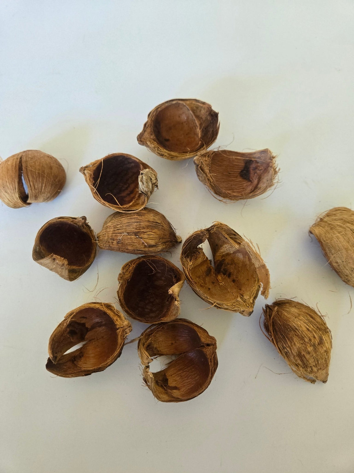 Betel Nut Husks - IHEARTBUGS, INC.