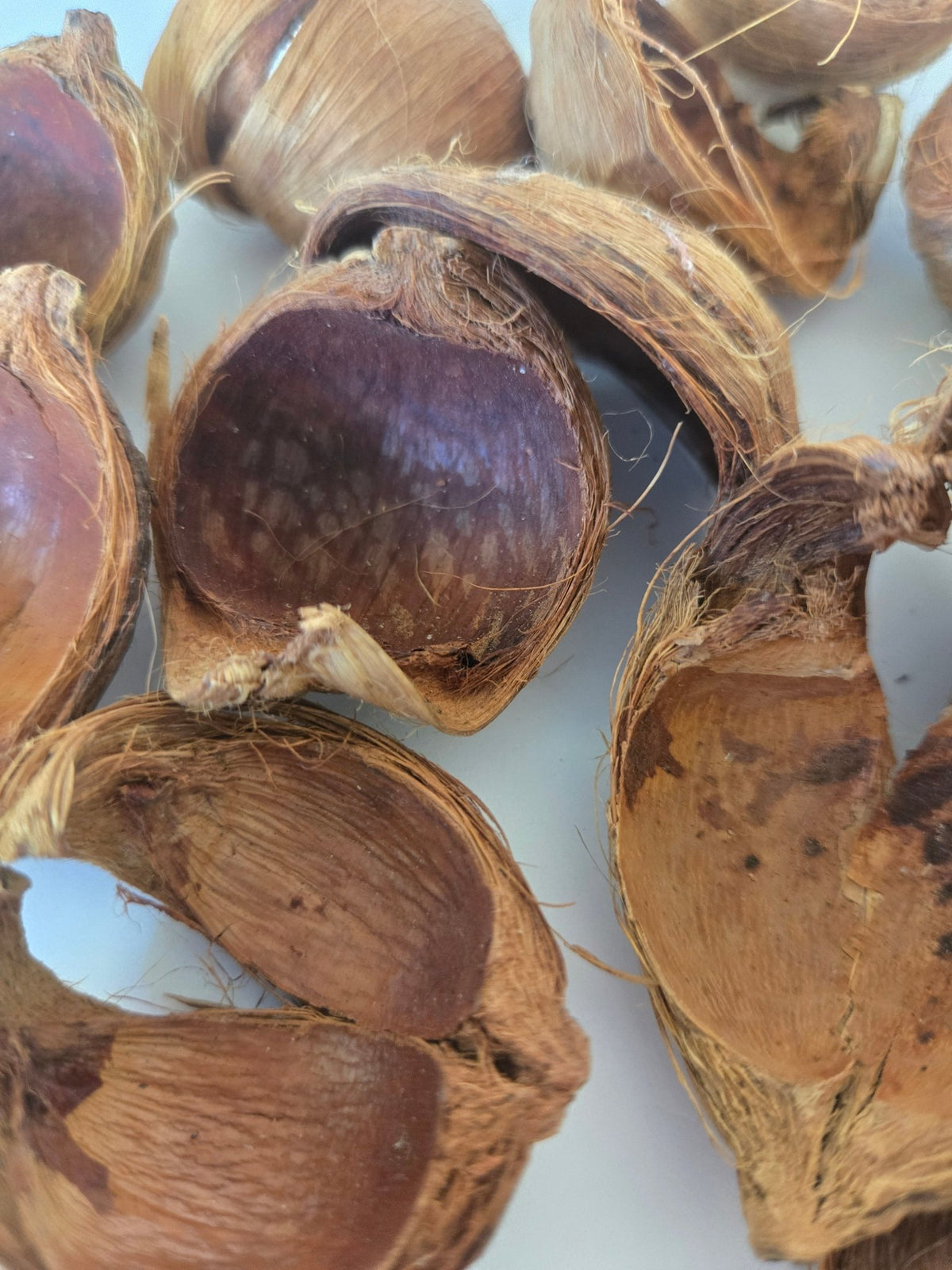 Betel Nut Husks - IHEARTBUGS, INC.