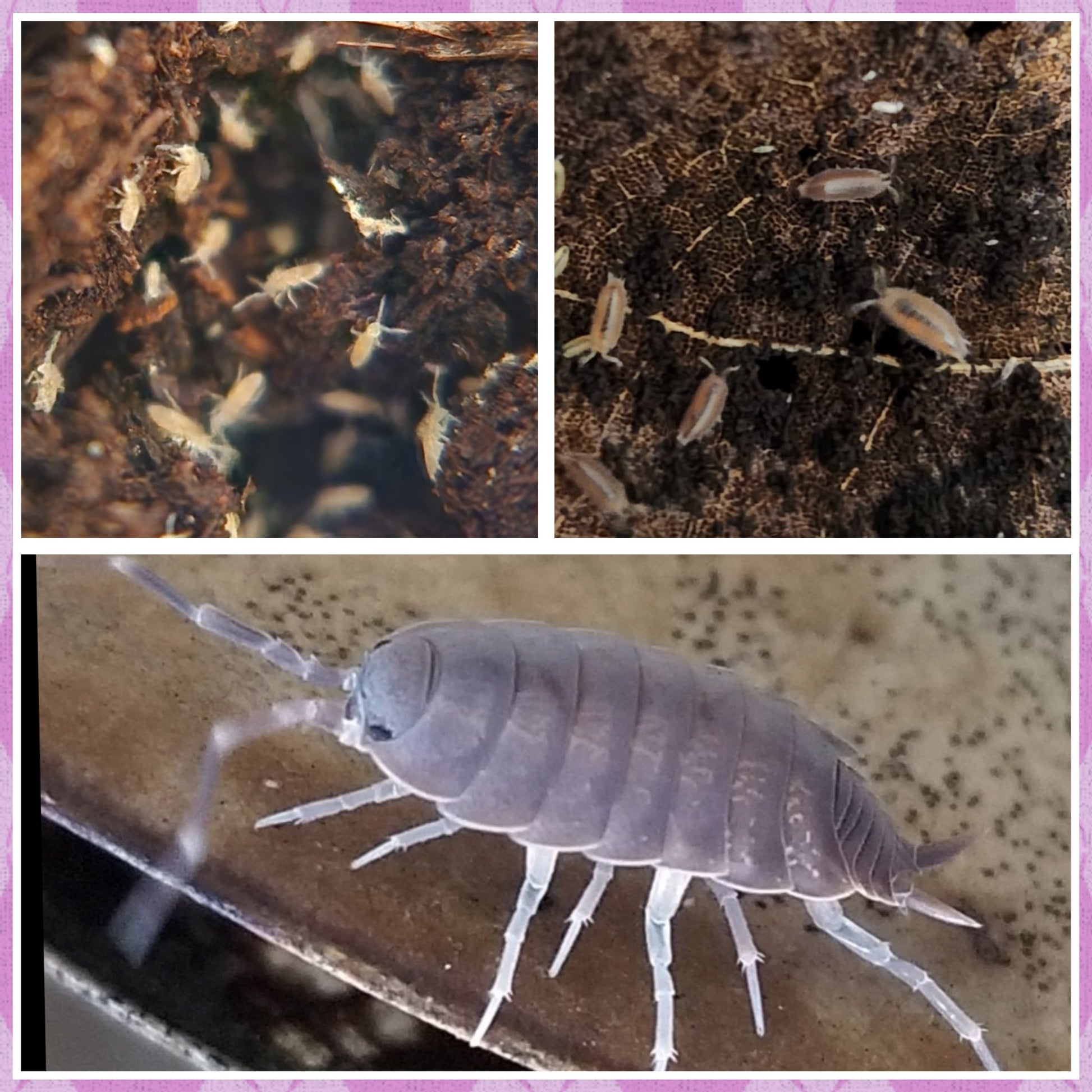A collage shows tiny white springtails and a gray isopod—perfect for a bioactive setup. Pale pink borders frame the images. Featured: I Heart Bugs’ Humid/Tropical Enclosure Bioactive Complete Clean-Up Crew.