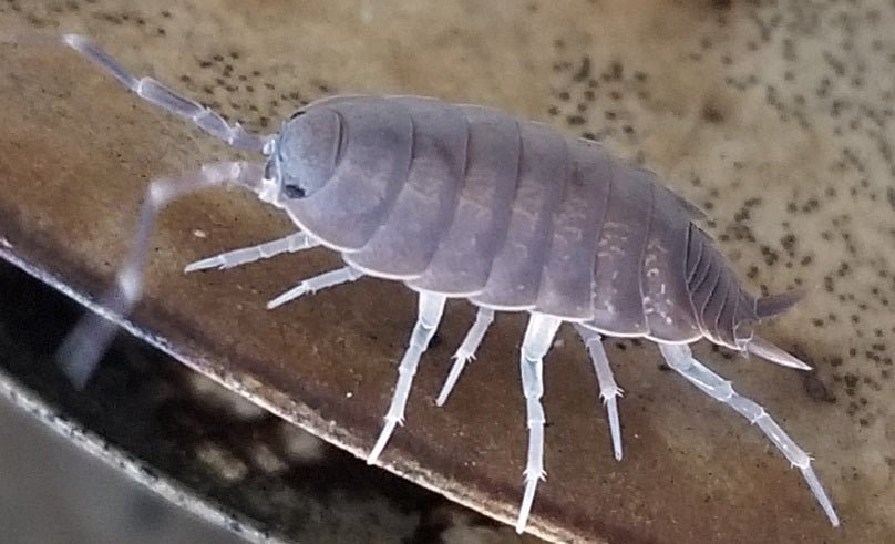 A gray pill bug with a segmented shell explores a brown, speckled surface in the I Heart Bugs Humid/Tropical Enclosure Bioactive Complete Clean-Up Crew. Antennae and body details are clear, ideal for bioactive habitats.