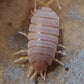 **Bioactive Clean - Up Crew Pack** Semi - Arid Enclosure Complete Clean - Up Crew - IHEARTBUGS, INC.