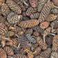 Birch Cones - 1 oz. (approx. 50 cones) - IHEARTBUGS, INC.