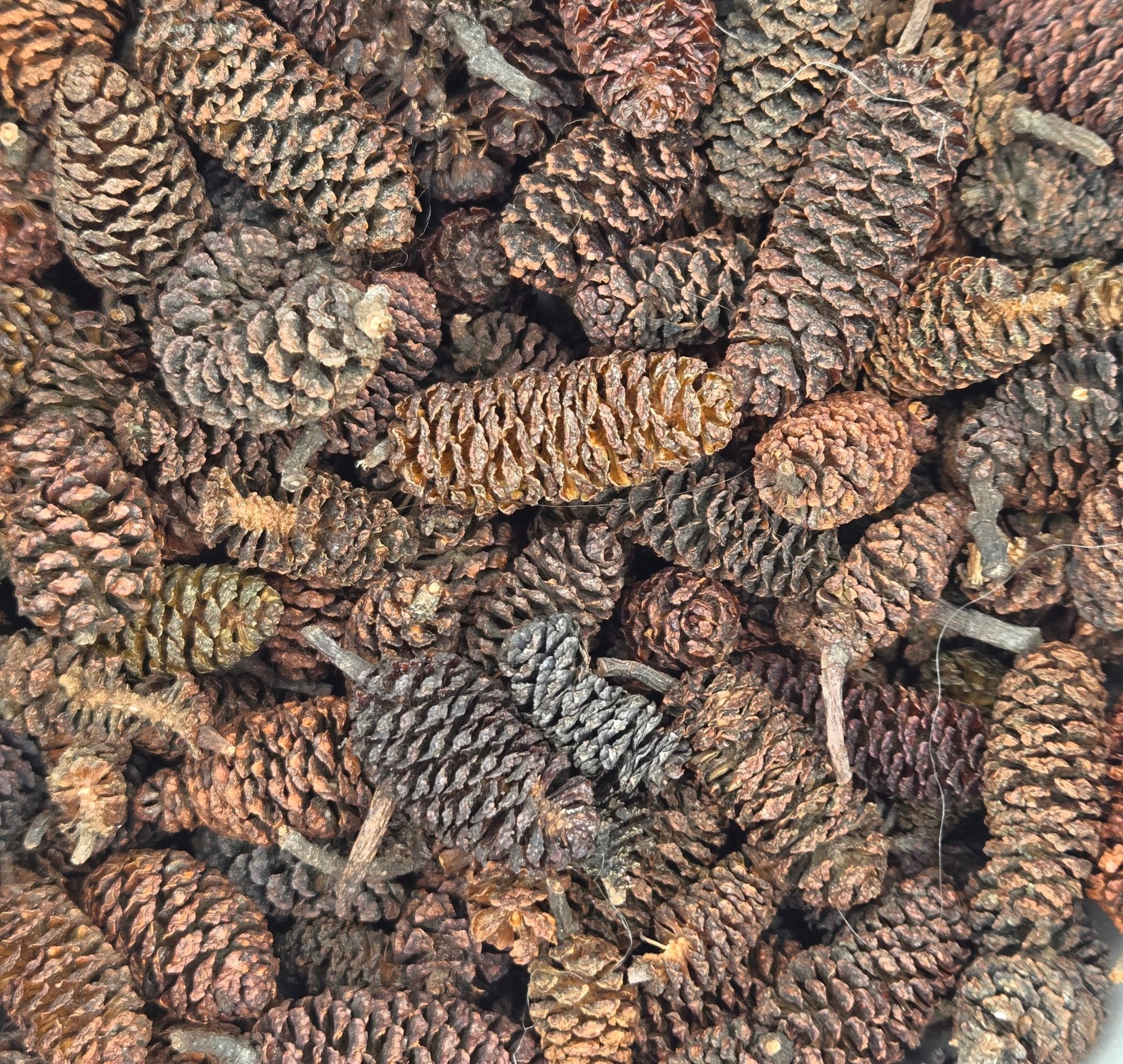 Birch Cones - 1 oz. (approx. 50 cones) - IHEARTBUGS, INC.