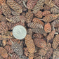 A pile of small brown Birch cones and some have stems. There's a coin nearby for size reference. 