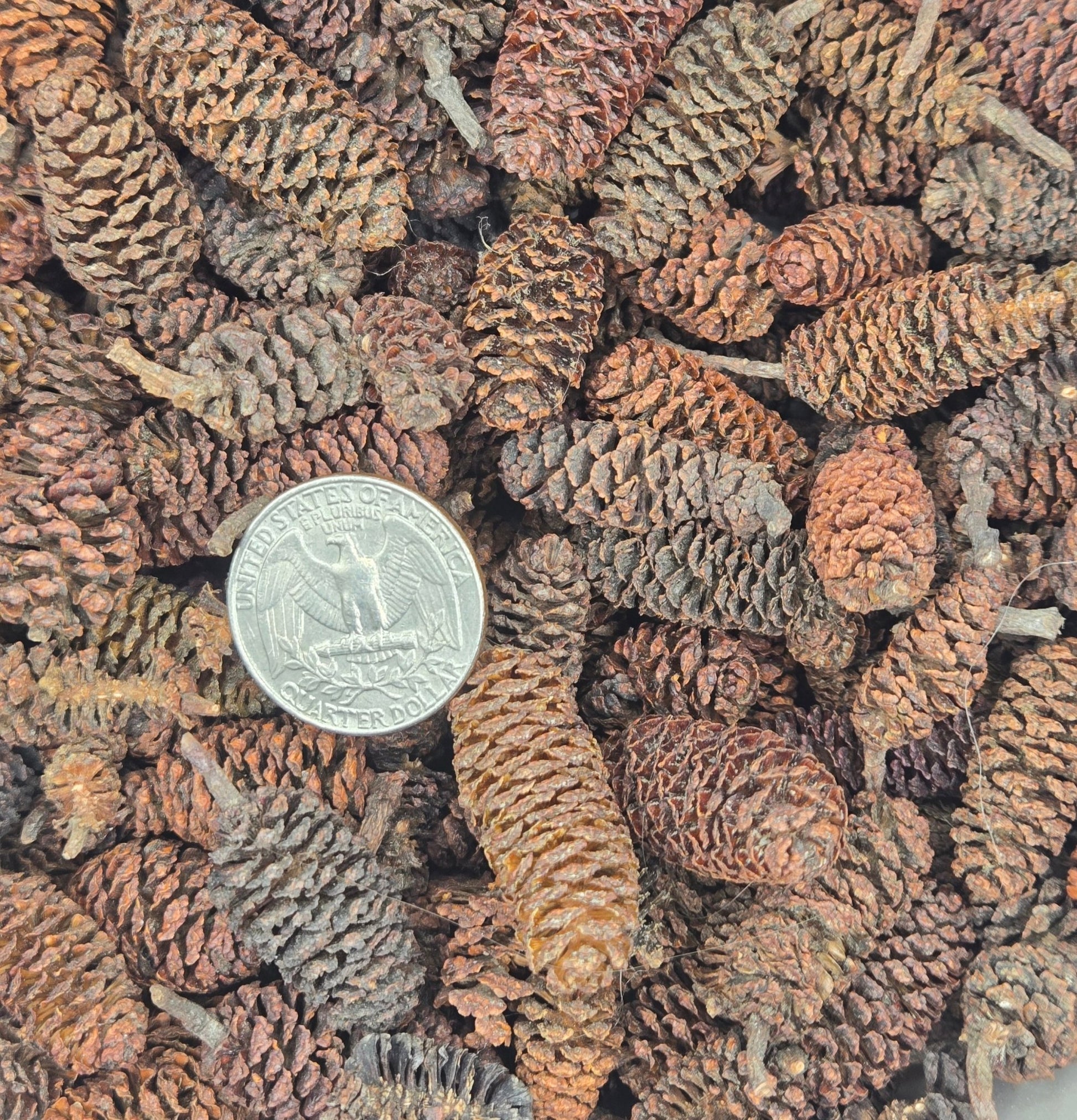 A pile of small brown Birch cones and some have stems. There's a coin nearby for size reference. 