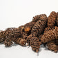 Birch Cones - 1 oz. (approx. 50 cones) - IHEARTBUGS, INC.
