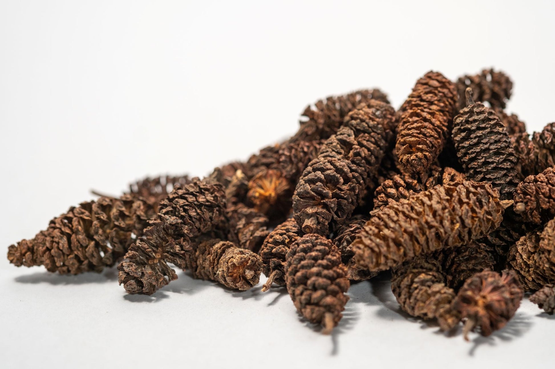 Birch Cones - 1 oz. (approx. 50 cones) - IHEARTBUGS, INC.