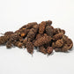 Birch Cones - 1 oz. (approx. 50 cones) - IHEARTBUGS, INC.